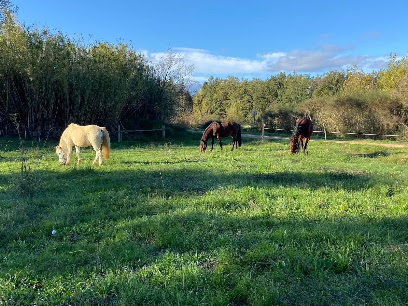 Écurie La Prades, Pension Pour Chevaux à Thuir