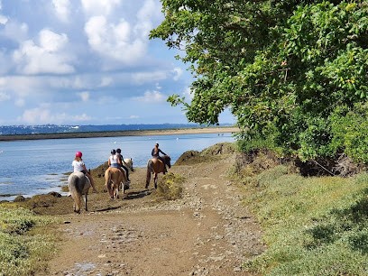 Base équestre De Kerzivez, Centre Equestres à Plougastel-Daoulas