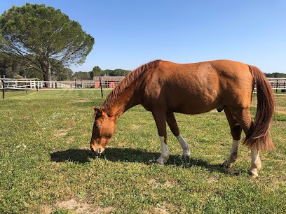 ECURIE DES MOURESSES, Pension pour Chevaux à Vidauban