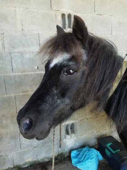 Equi Punch, Centre Equestres à Saint-Thomas