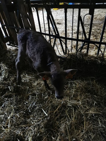 Centre équestre à Saint-Sorlin-de-Morestel, Centre Equestres à Saint-Sorlin-de-Morestel