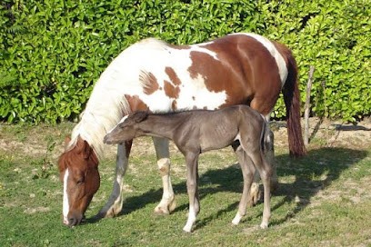 Écurie du Pas, Centre Equestres à La Couyère