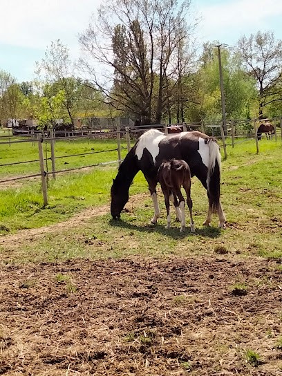Écurie des Z'Arts, Centre Equestres à Vaïssac