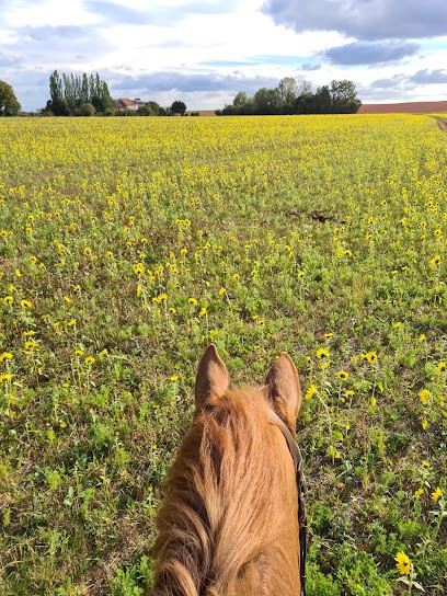 Les Ecuries De Jam, Centre Equestres à Is-sur-Tille