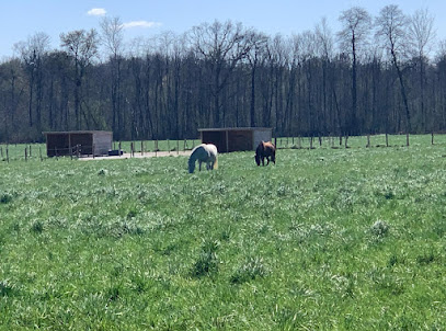 Les Prés Des Tesnières Pension Pour Chevaux à Grandpuits-Bailly-Carrois