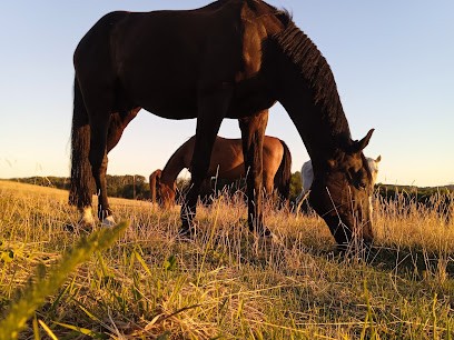 Ecurie De Chamaras, Pension pour Chevaux à Neuf-Église