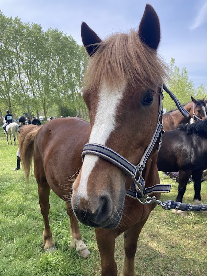 Saint-Gervais Pony-Club, Centre Equestres à Saint-Gervais-la-Forêt