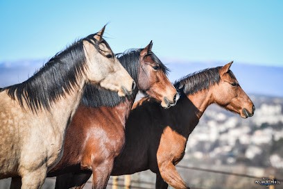 Haras De Mézicourt Élevage Pensions Chevaux, Pension pour Chevaux à Mane