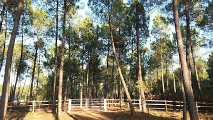Les cavaliers et amis des chevaux, Pension pour Chevaux à Biscarrosse