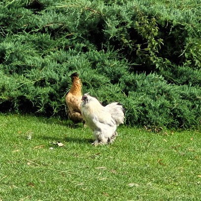 Farm Equestre De Montecot, Centre Equestres à Saint-Éliph