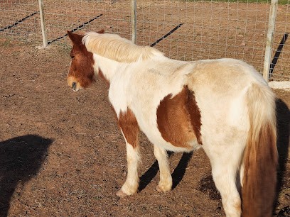 Les écuries du barbe, Centre Equestres à Solliès-Pont
