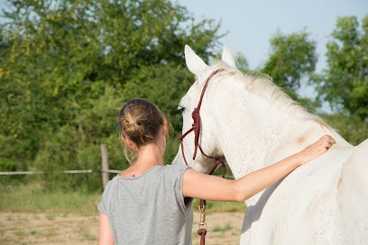Of Horses And Words Mélanie Courtois, Pension pour Chevaux à Sousmoulins