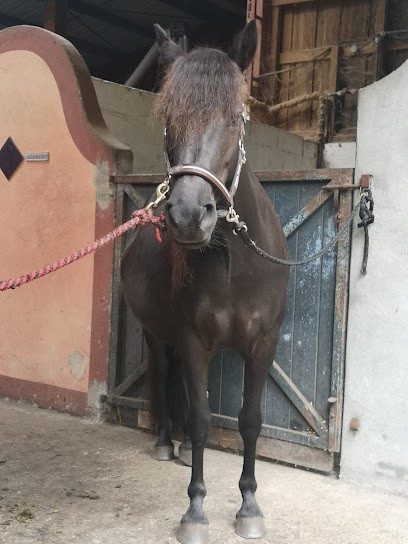 Les écuries De Fongive, Pension pour Chevaux à Mios