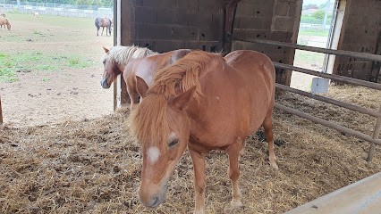 FERME EQUESTRE DE L AUTHRE, Centre Equestres à Jussac