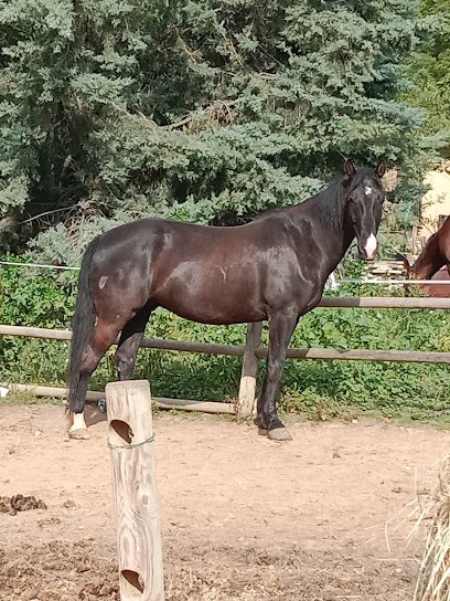 Equestrian Center Les Amandiers, Centre Equestres à Mèze