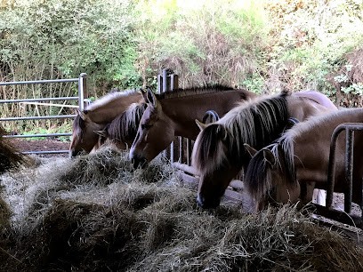 Ferme équestre de Daoudou, Centre Equestres à Najac