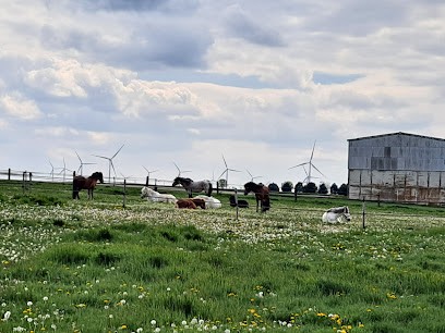 Les Ecuries Du Nuirat, Centre Equestres à Thibie