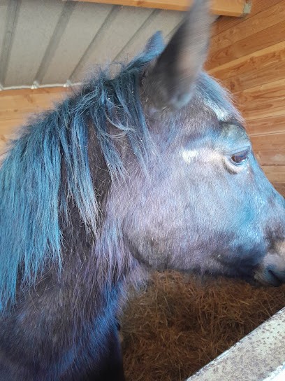 Les écuries de Saint Pancré, Pension pour Chevaux à Saint-Pancré