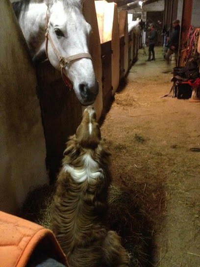 PONEY CLUB DE CHARLAS, Centre Equestres à Plaisance-du-Touch