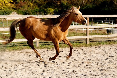 Ecuries St Vincent, Centre Equestres à Voreppe