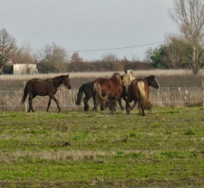 Equi-Libre, Centre Equestres à Merville