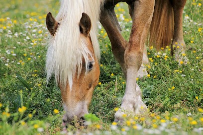 Elevage Aloha, Pension pour Chevaux à Pardaillan