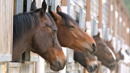 LES ECURIES DE VALJAC, Pension pour Chevaux à Saint-Andiol