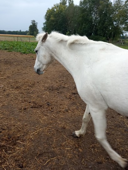 LES GRANDES MARQUES, Centre Equestres à Saint-Savin