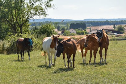 SCEA Ecuries Des Quatre Tours, Pension pour Chevaux à Mandres-aux-Quatre-Tours