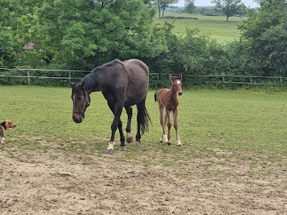 HARAS DE ROYER, Centre Equestres à Saint-Auvent