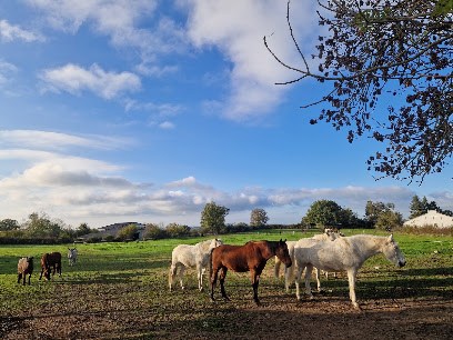 Les Cavaliers Des Combrailles, Pension Pour Chevaux à Saint-Marcel-en-Marcillat