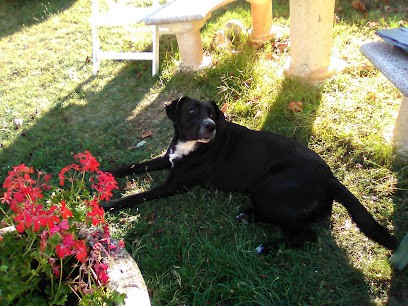 Poney Club du Mas, Centre Equestres à Donzenac
