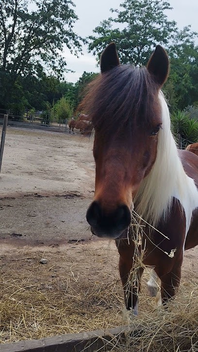 Livestock Du Riberal, Centre Equestres au Soler