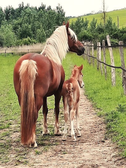 Le Moulin de May, Pension pour Chevaux à May-en-Multien