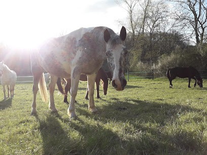 Cheval Nomad', Centre Equestres à Saint-Front-d'Alemps