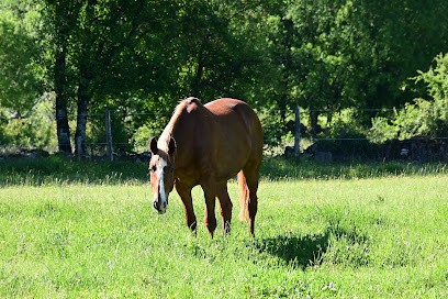 Ecurie du Roux, Pension pour Chevaux à Rocamadour