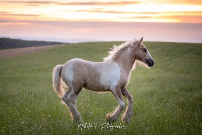 Élevage Des Adrets - Irish Cob, Centre Equestres à Chevrières