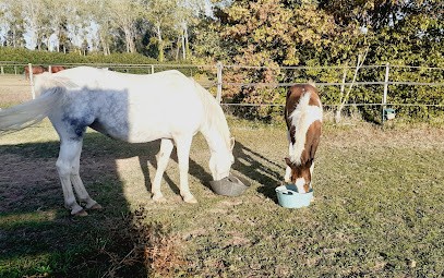 Ecurie du Lathan, Centre Equestres à Longué-Jumelles