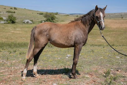 Prior Daniau Beatrice Eric, Centre Equestres à Meyrueis