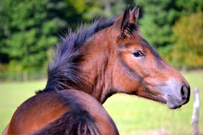 Les Écuries Du Palordet, Centre Equestres à Montracol