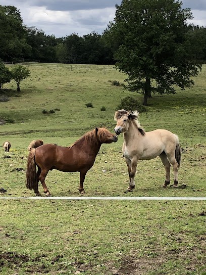 Pension équestre Le Gourneix ( Creuse ), Pension pour Chevaux à Toulx-Sainte-Croix