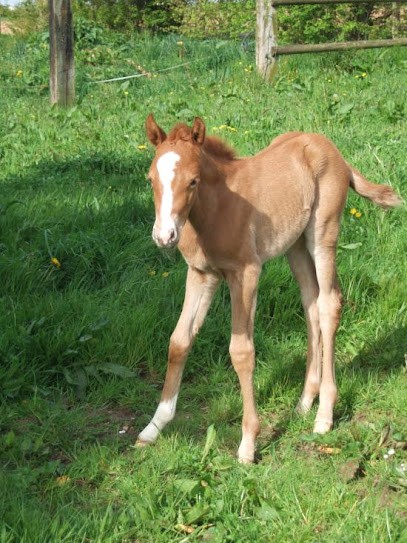 Equestrian Center D'evrecy, Centre Equestres à Évrecy