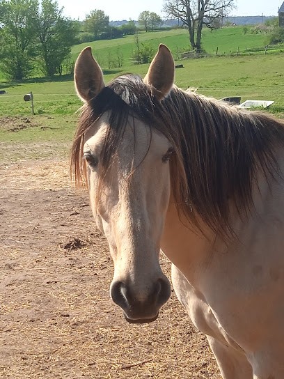 Les Poneys De Marie, Centre Equestres à Saint-Martin-Laguépie