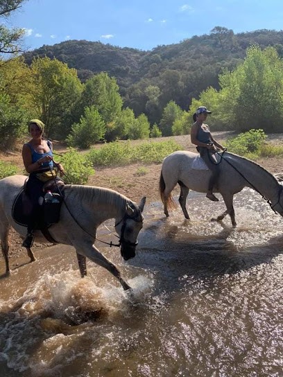 Les Écuries Du Rayol, Centre Equestres au Muy