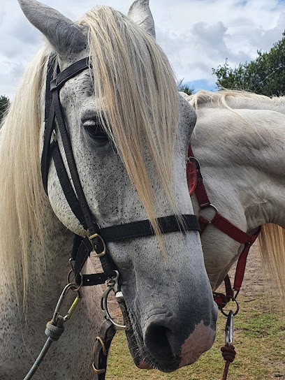 Les Centaures, Centre Equestres à Vielle-Saint-Girons