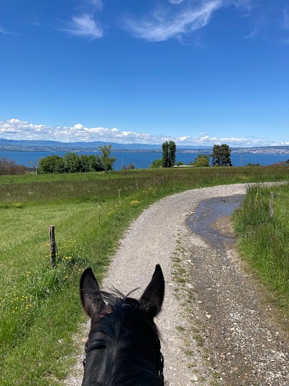 Écuries de Rimandon - Pension en boxes avec terrasse, Pension pour Chevaux à Marin