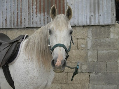 PENSION DE LA FEUILLÉE, Pension pour Chevaux à Saint-Marcel