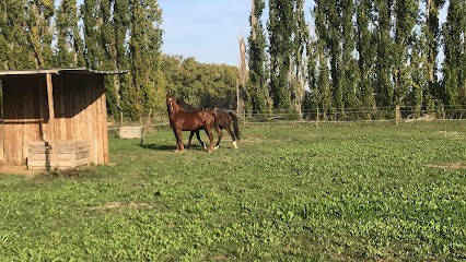 Equestrian Center Jumiya, Centre Equestres à L'Isle-sur-la-Sorgue