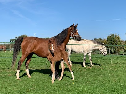 L'arche, Pension pour Chevaux à Souméras