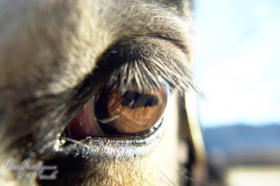 Un Cheval Une Vie, Pension pour Chevaux à Saint-Alban-d'Hurtières